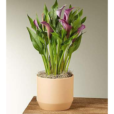 Beautiful Calla Lily | Flowers Plants Gifts Delivery