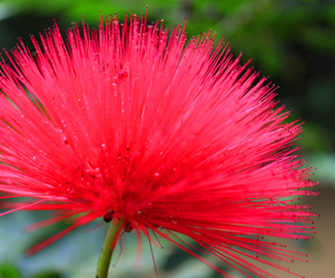 Red Calliandra Flower Picture | Pictures Flowers Plants