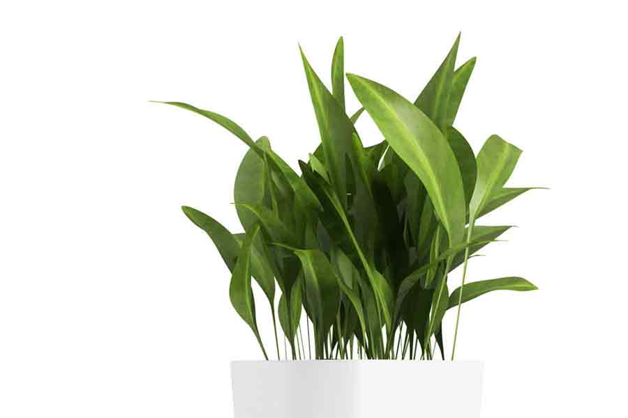 How to Care for Aspidistra Houseplant