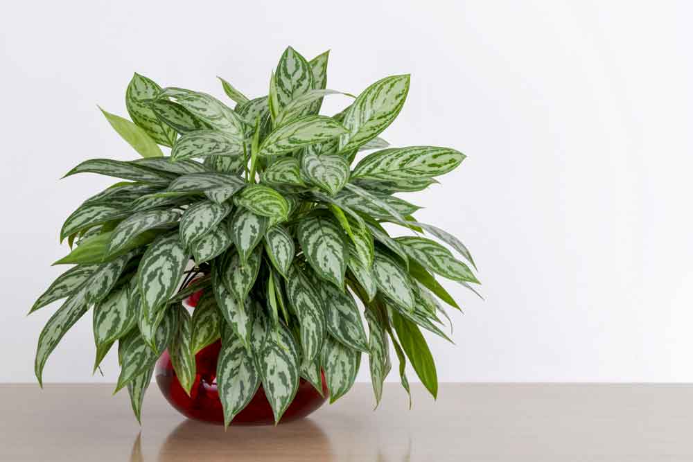 Chinese Evergreen Plant Care | Houseplants Flowers