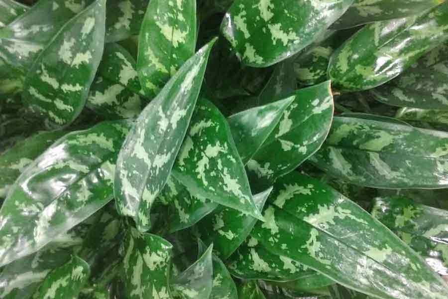 Chinese Evergreen Plant Care | Houseplants Flowers