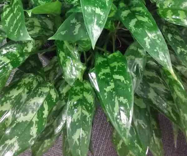 Chinese Evergreen Houseplant Care | Indoor Plants Pictures and Names