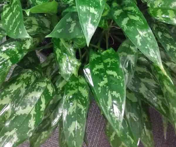 Most Popular Houseplants | Aglaonema Maria Plant Care