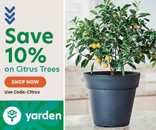 Cirtrus.com: Save 10% on Citrus trees with code CITRUS