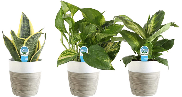 Costa Farms assorted live plants for clean air