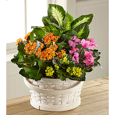 Plants Flowers Gifts Order Online | Color Crush Dishgarden