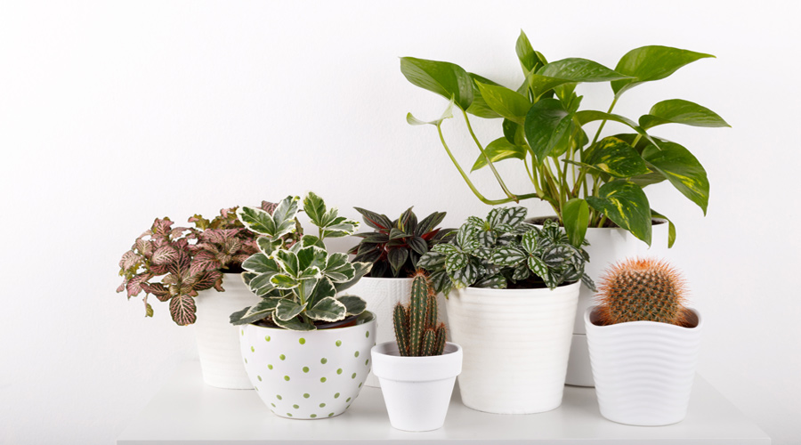 House Plant and Flower Care Questions