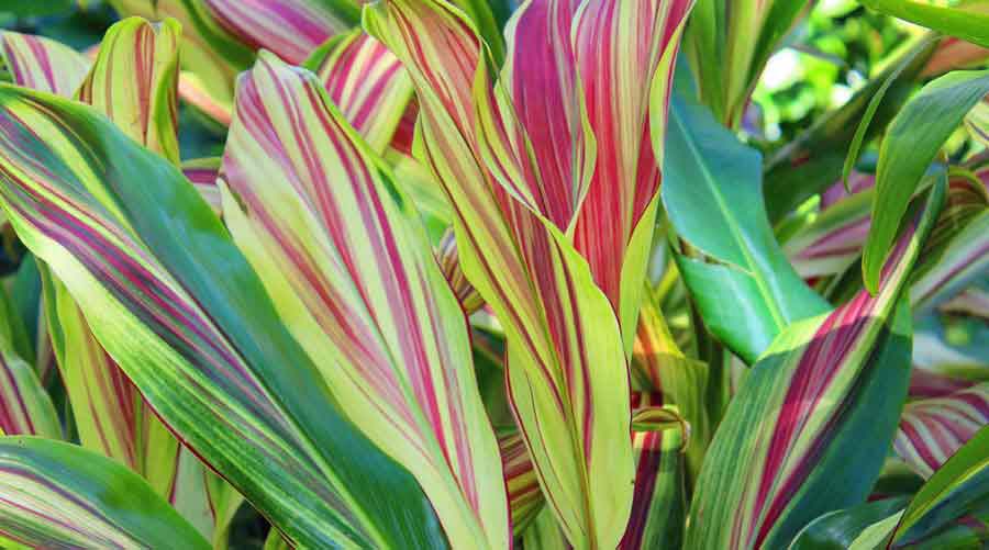 Tropical Plants Flowers | Colorful Tropical Cordyline