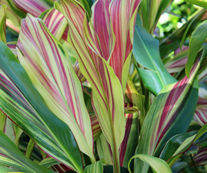Plant Pictures | Colorful Cordyline Plant