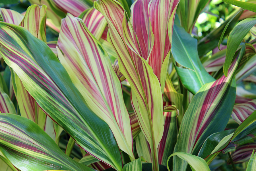 Picture of Cordyline Plant | Pictures Plants Flowers