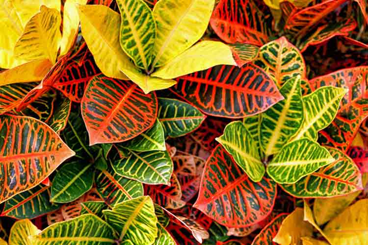Croton House Plant Care | Indoor Plants Flowers