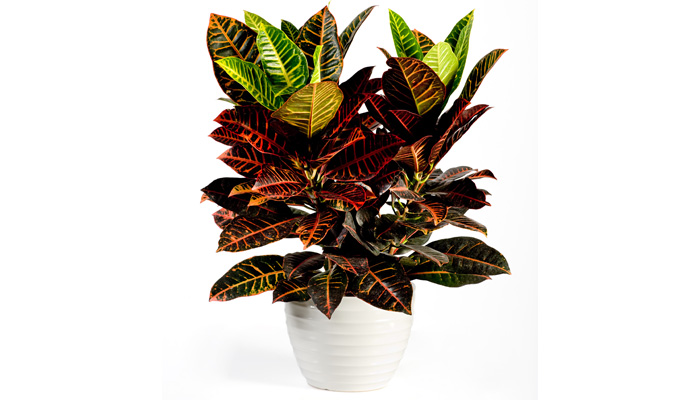 Indoor House Plants | Croton Plant Care