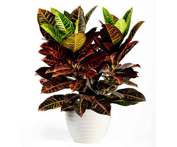 Croton Houseplant | Indoor Plants Pictures and Names
