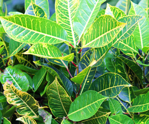 Plant Pictures | Croton Plant Picture