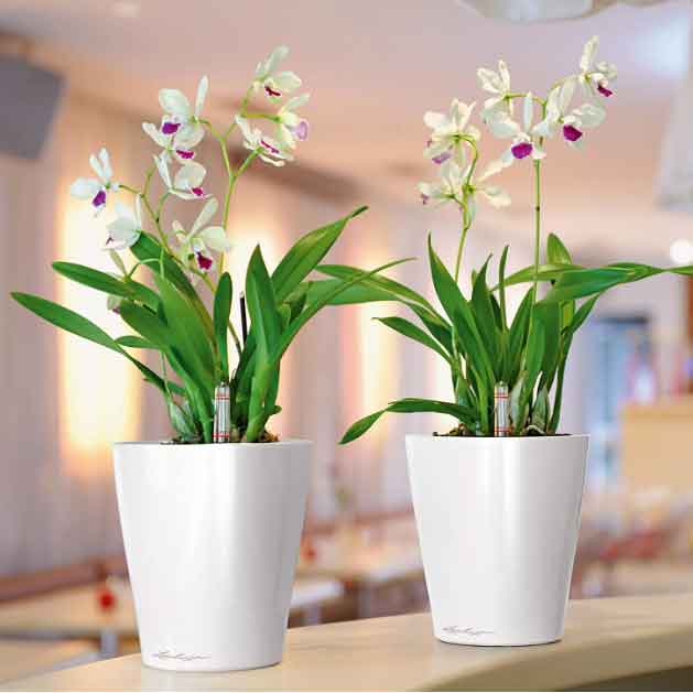 Small Self-Watering Planter | Office or Home Use
