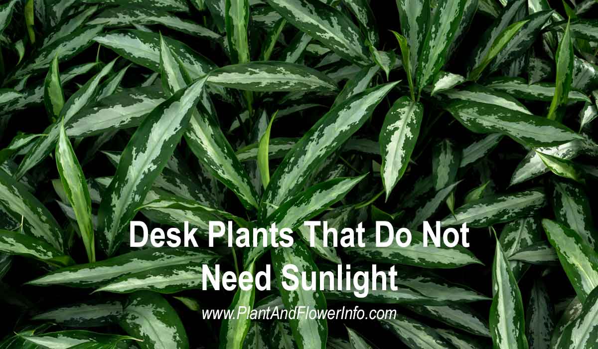 Desk Plants That Do Not Need Sunlight | Home Office Plants
