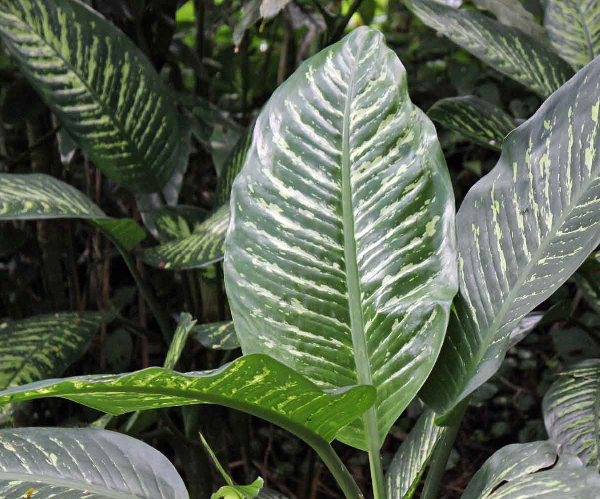 Plant Pictures | Dieffenbachia Amoena Plant