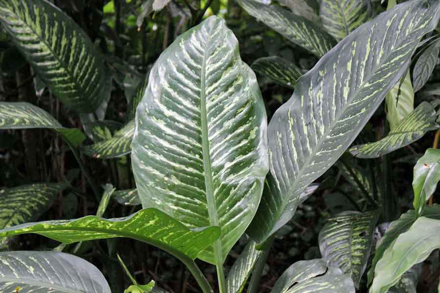 Dieffenbachia Amoena Picture | Plants Flowers Pictures