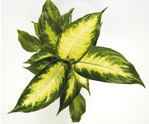 Dieffenbachia Camille Plant Picture | Pictures Flowers Plants