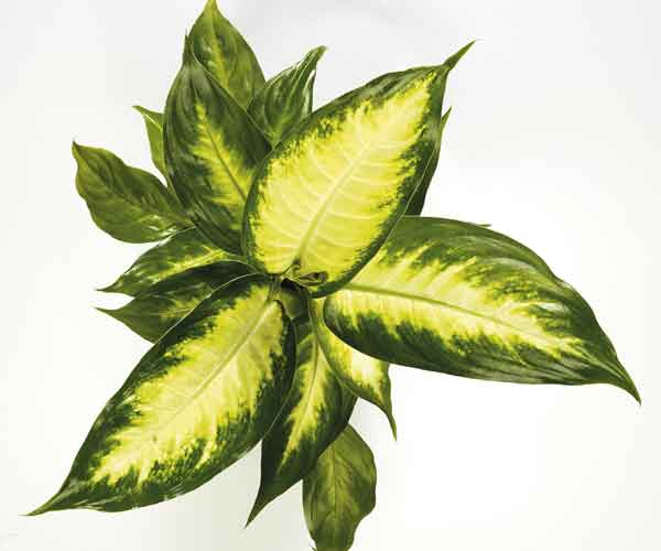 Dieffenbachia Camille Plant Care | House Plants Flowers