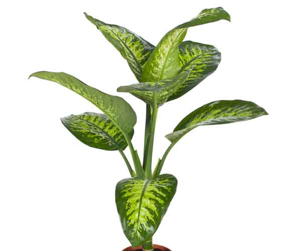 Dieffenbachia Plant Care | Indoor Plants Pictures and Names