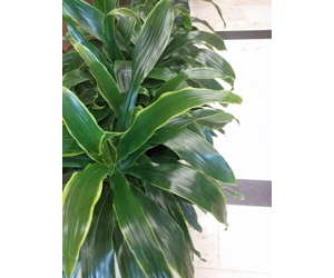 Plant Care Dracaena Plant | Indoor Plants Flowers