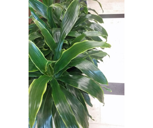 Plant Care Dracaena Plant | Common House Plants