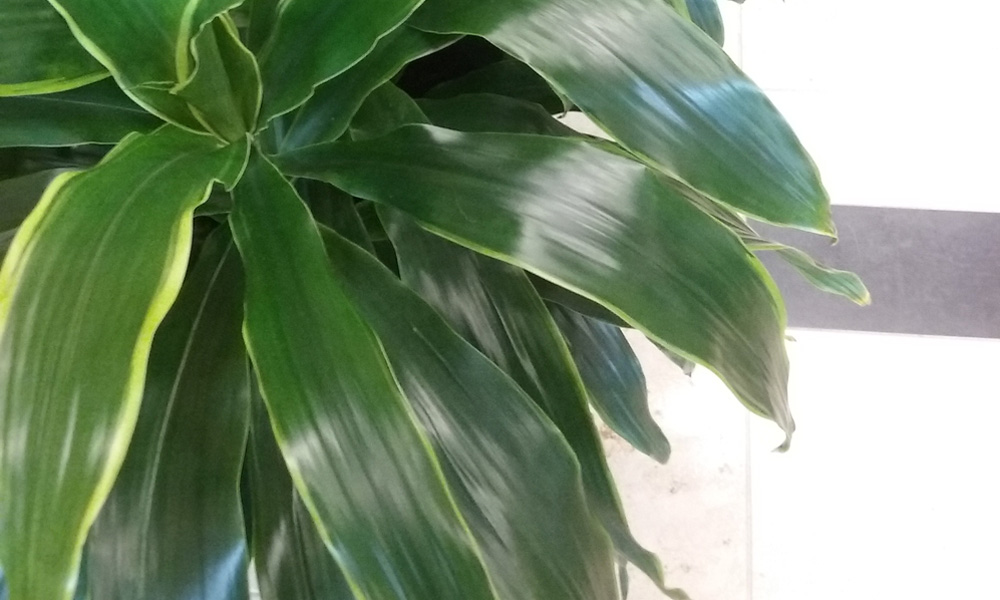 Indoor House Plant | Plant Care Dracaena Art Carmen