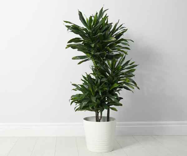 Dracaena Janet Craig Compacta Indoor Plant Care