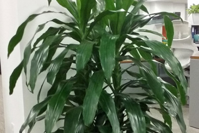 Dracaena Janet Craig Houseplant