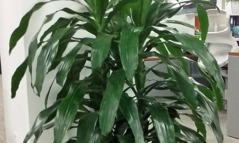 Plant Care Dracaena Janet Craig | Indoor House Plants