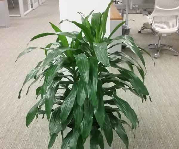 Most Popular Houseplants | Dracaena Janet Craig Plant Care