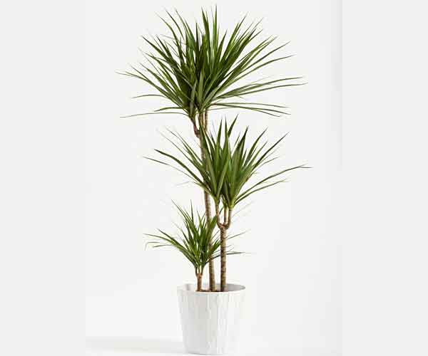 Common House Plants | Dracaena Marginata House Plant Care