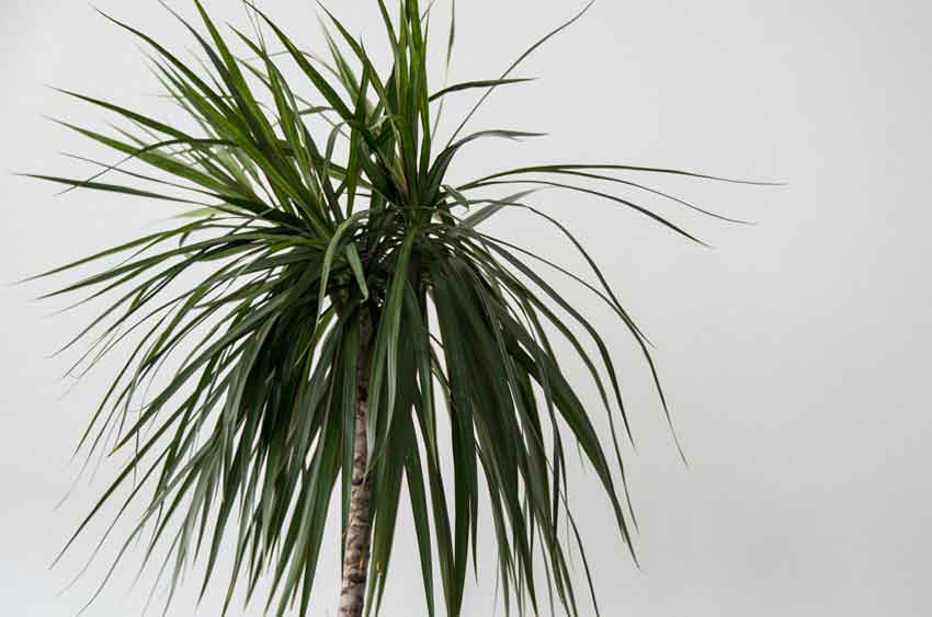 Dracaena Marginata | House Plant Care Tips