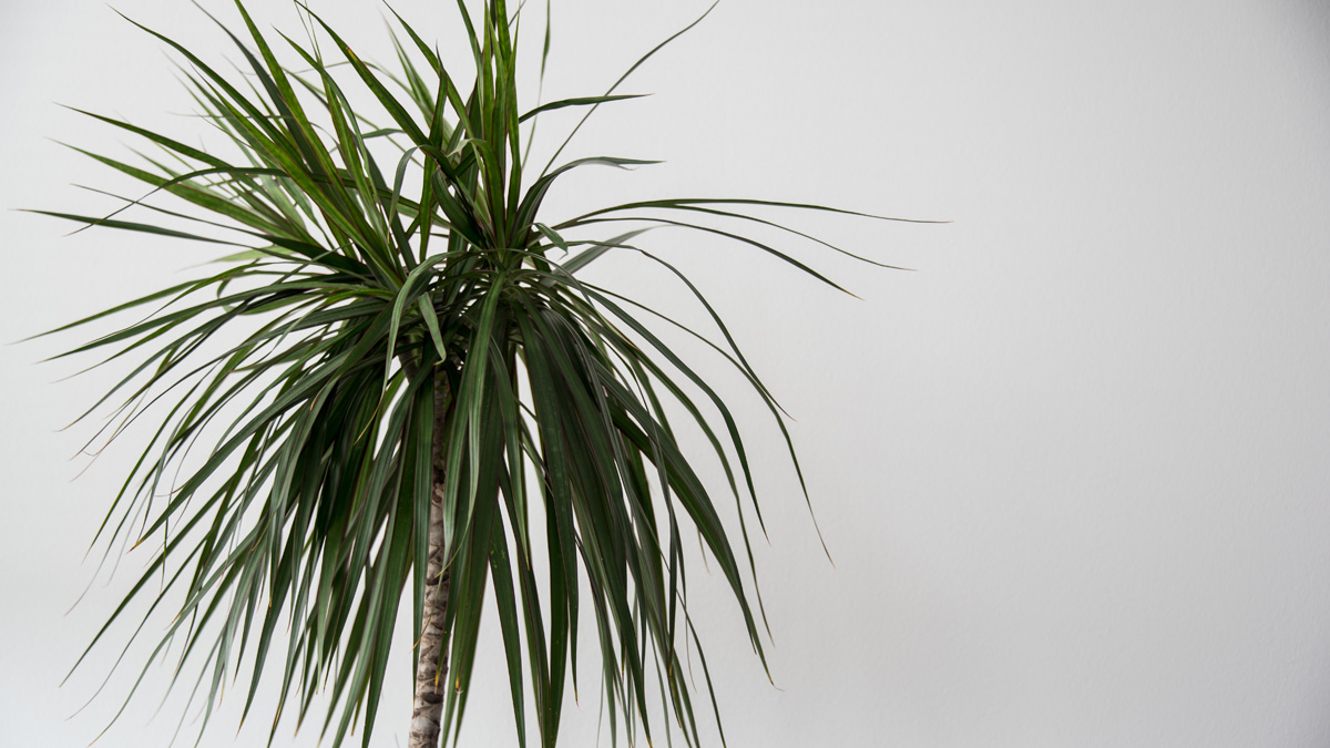 Indoor House Plants | Dracaena Marginata Plant Care