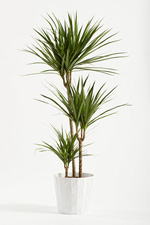 Indoor Houseplants Pictures Names Care