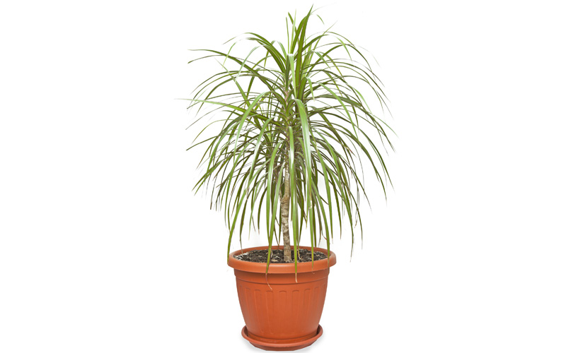 Plant Care Dracaena Marginata | House Plants Flower