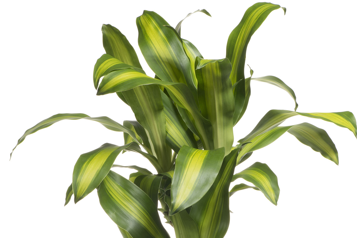 Dracaena Massangeana Houseplant | Indoor Plants Flowers