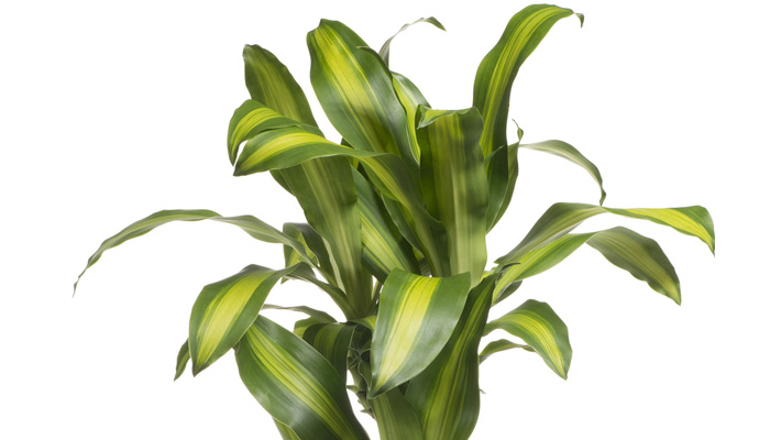 Plant Care Dracaena | House Plants Flowers