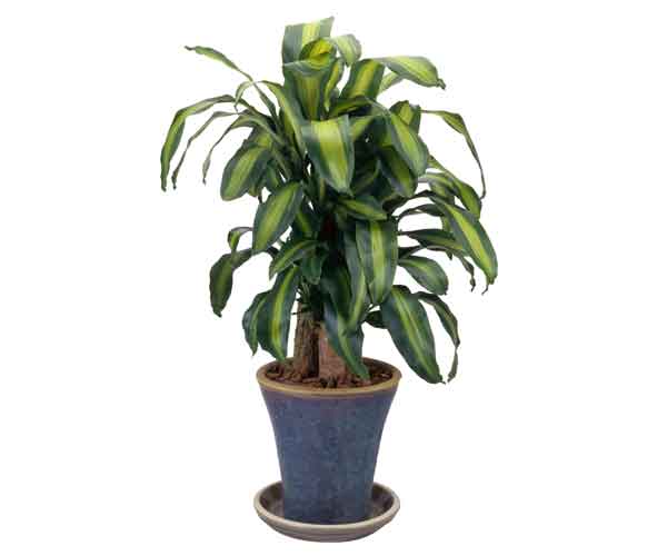 Dracaena Plant Care | Indoor Plants Pictures and Names