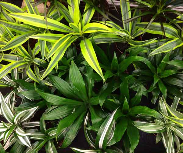 Plant Care Dracaena Plant | Indoor Plants Pictures and Names