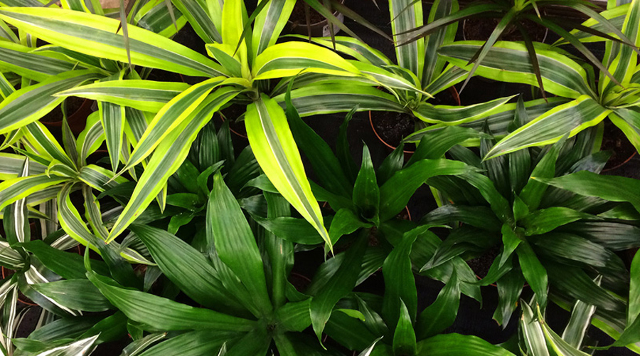 Dracaena House Plant Care - Houseplants and Flowers