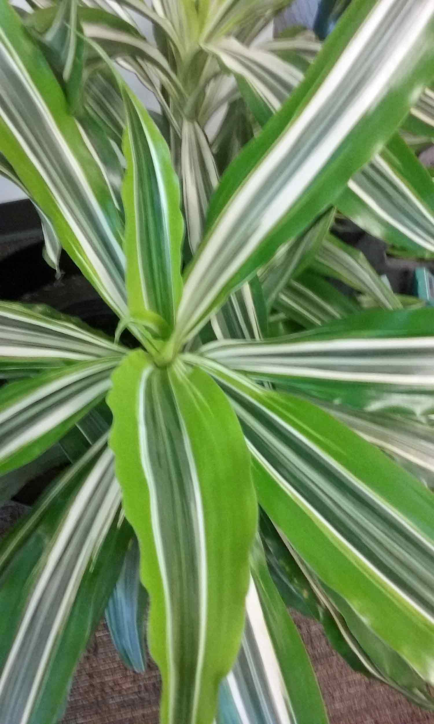Common House Plants Pictures Names