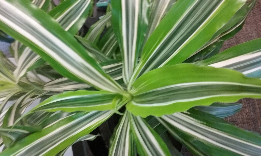 Драцена листья. Драцена полосатая. Драцена длиннолистная. Dracaena Deremensis. Драцена широколиственная.