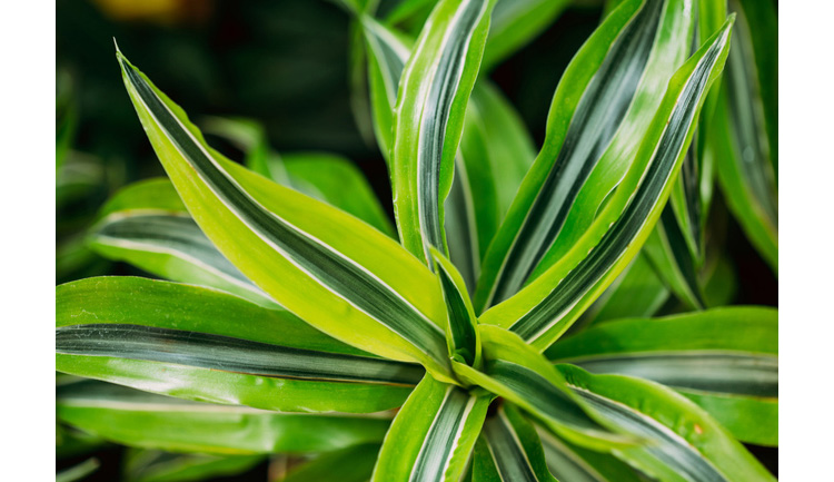 Indoor House Plants | Dracaena Warneckii Care