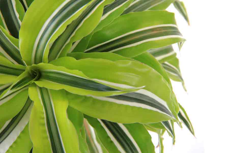 Plant Care Dracaena Warneckii | Indoor Plants Flowers