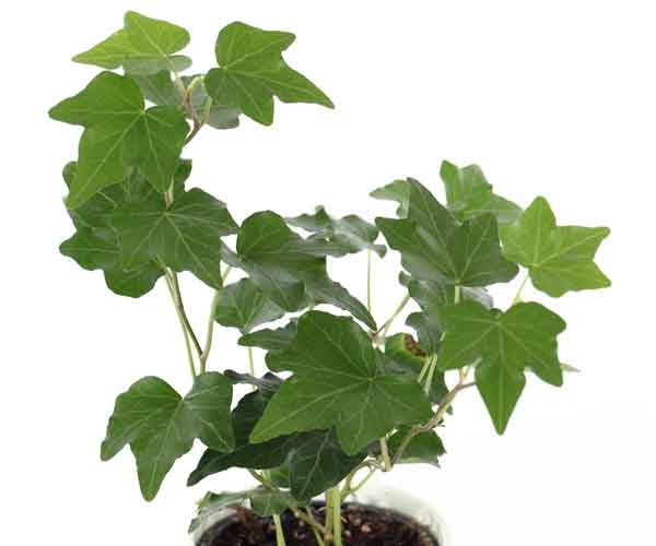 Common House Plants | English Ivy Houseplant