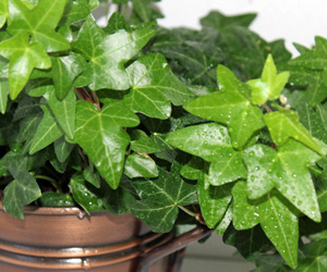 English Ivy Plant Picture | Plant Flower Pictures