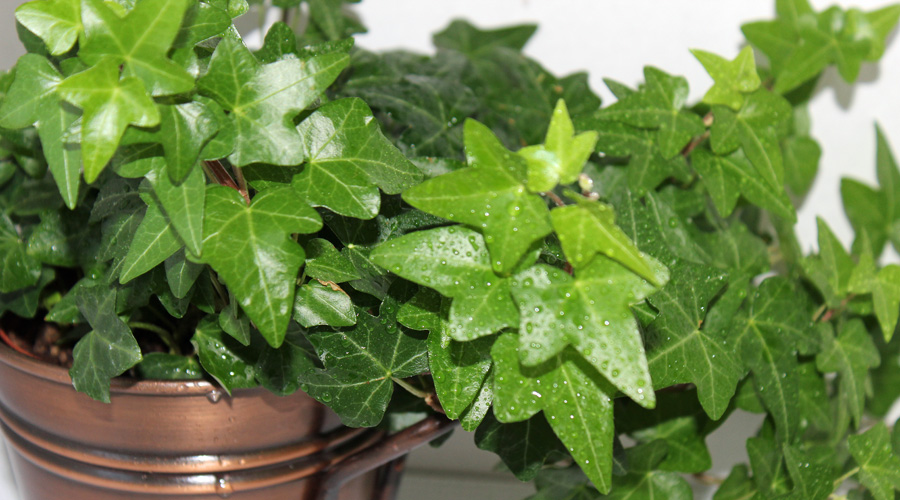 Picture of English Ivy Leaves | Images Flowers Plants