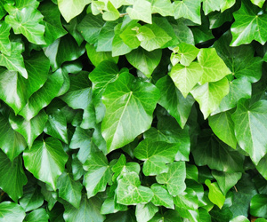 Plant Pictures | Wall of English Ivy Plant